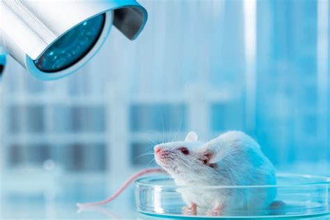 refractometer for mice|laboratory rodent vision test.